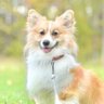コーギー犬もこすけ's profile picture