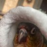 Фото профиля 🦜❤️jasper_mcbirdington❤️🦜