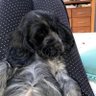 LOLA 的头像