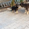 Ian Bobo profil fotoğrafı