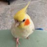 益子 徹也 profil fotoğrafı