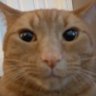 Flautinha profil fotoğrafı