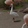 Flamongo profil fotoğrafı