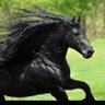 Qq profil fotoğrafı
