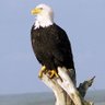 Фото профиля Migratory Eagle