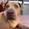 Фото профиля Tosser dog