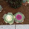 Фото профиля dos plantas que parecen lechugas en el río sumida
