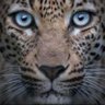 حسين عبدالواحد حسين's profile picture