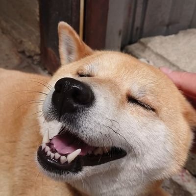 犬と温泉's profile picture