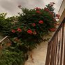 .. profil fotoğrafı