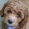 A_Research_Guru profil fotoğrafı