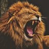 Que Ruja el leon 的头像