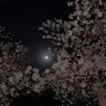 Fares 的头像