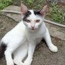 Profilbild von gato fds
