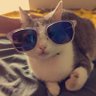 Nikhil's profile picture