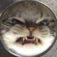 chaotic cats's profile picture