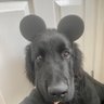 Li's profile picture