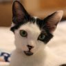 Rancho Kitty 的头像