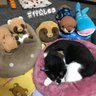 やすだ's profile picture