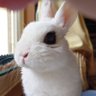 せんじゅまる 的头像