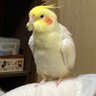 みんこた profil fotoğrafı