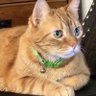 Darby & Krios 🐈🐈‍⬛️ profil fotoğrafı