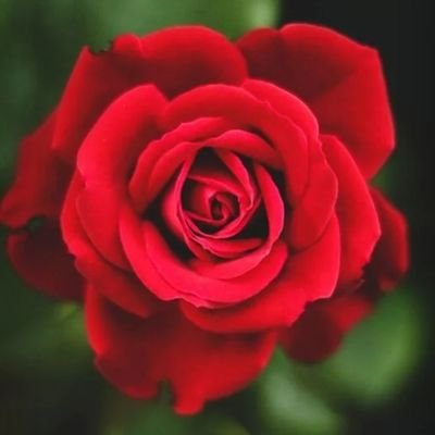 Red🇮🇱❤🇮🇱's profile picture