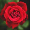 Red🇮🇱❤🇮🇱 profil fotoğrafı