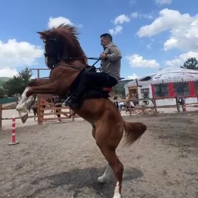 Orkun Özeller's profile picture