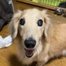 さくらはは 的头像