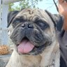 Profilbild von Vic el compa del pug🐶