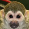 Profilbild von MonkeyRao