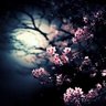 朧月夜-Oborozukiyo-'s profile picture