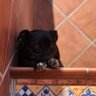 Manugoca's profile picture