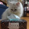 Profilbild von しおんchan-nyao
