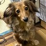 いそひよどり profil fotoğrafı