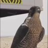 فيصل العجمي's profile picture
