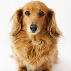 marinmycutedog's profile picture