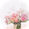 よくばり🌸 的头像