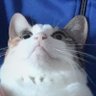 てんちー 的头像