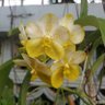 OrchidsMan 的头像
