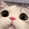 墨言 profil fotoğrafı