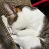 Profilbild von maojou