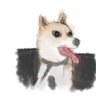 Фото профиля suica727
