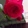 can izmirli profil fotoğrafı
