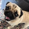 Olivia the Pug K&T🌈🌈's profile picture