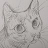 Profilbild von cat account