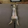Profilbild von Miss Kennedy the Cat