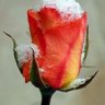 Profilbild von Waheed pashten