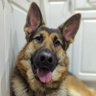 Koda profil fotoğrafı